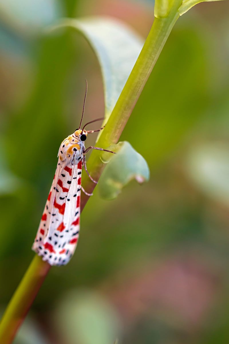 Butterfly Insect Macro Animal